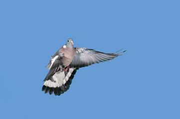 PIGEON RAMIER columba palumbus