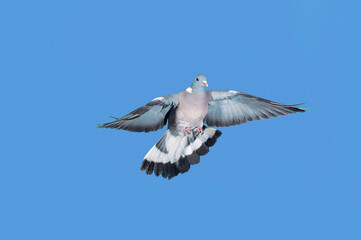 PIGEON RAMIER columba palumbus