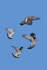 PIGEON RAMIER columba palumbus