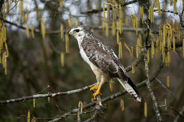 BUSE VARIABLE buteo buteo