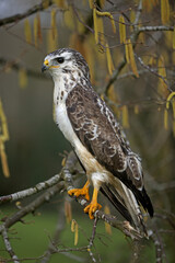 BUSE VARIABLE buteo buteo
