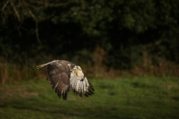 BUSE VARIABLE buteo buteo