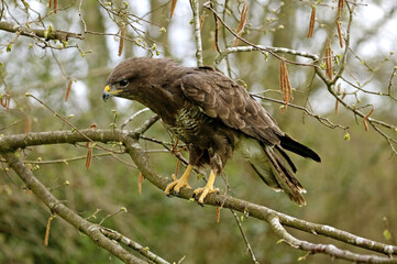 BUSE VARIABLE buteo buteo