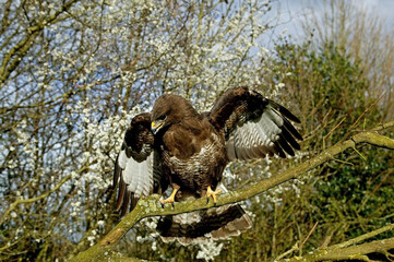 BUSE VARIABLE buteo buteo