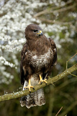BUSE VARIABLE buteo buteo