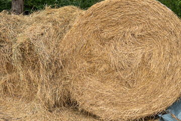 Round bales of hay. Rolls of dry haystacks lie in the farm