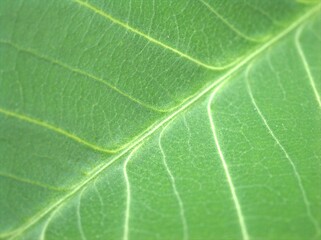 Closeup green leaf of plant with soft focus ,detail macro image, bright and blurred for background, sweet color, nature leaves for card design