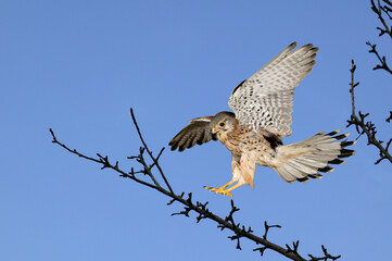FAUCON CRECERELLE falco tinnunculus
