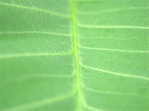 Closeup green leaf of plant with soft focus ,detail macro image, bright and blurred for background, sweet color, nature leaves for card design