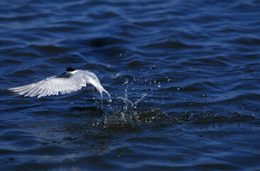 STERNE PIERREGARIN sterna hirundo