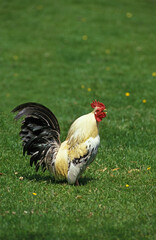 Fototapeta premium COQ