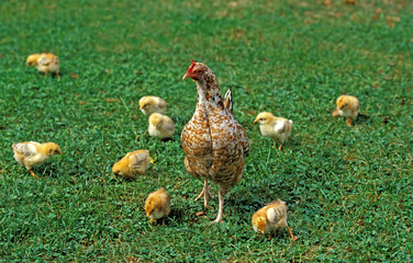 POULE ET POUSSIN