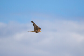 


flying
feather
wings
blue sky
clouds
blue
brown
yellow
hovering
