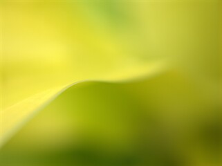 Closeup green leaf of plant with soft focus ,macro image, bright and blurred for background, sweet color, nature leaves for card design