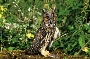 HIBOU MOYEN DUC asio otus
