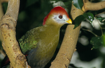TOURACO PAULINE tauraco erythrolophus