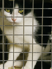 CHAT TRANSPORT