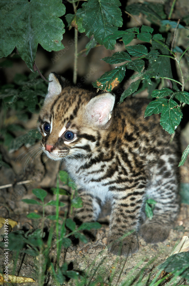 Sticker OCELOT leopardus pardalis