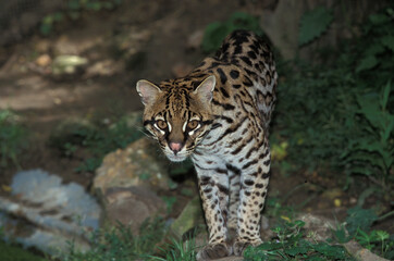 Fototapeta na wymiar OCELOT leopardus pardalis