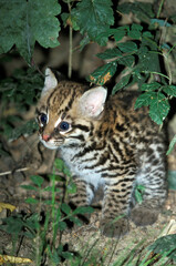 OCELOT leopardus pardalis