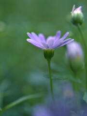Closeup purple little daisy flowers plants in garden with green blurred background ,macro image ,sweet color for card design ,soft focus