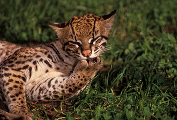 OCELOT leopardus pardalis