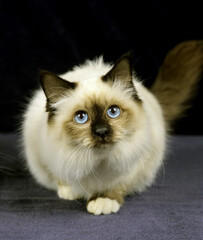 SACRE DE BIRMANIE