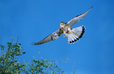 FAUCON CRECERELLE falco tinnunculus