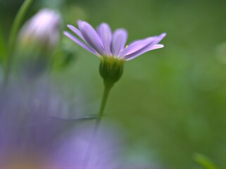 Closeup purple little daisy flowers plants in garden with green blurred background ,macro image ,sweet color for card design ,soft focus