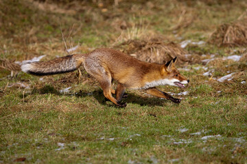 RENARD ROUX vulpes vulpes