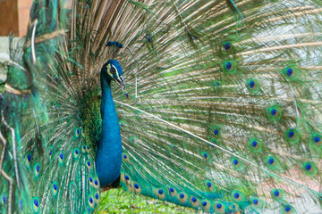 Beautiful well-groomed male peacock, spreading its tail, luxurious tail, flirts with a female