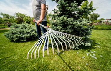 Gardener raking cutting leaves in the garden.