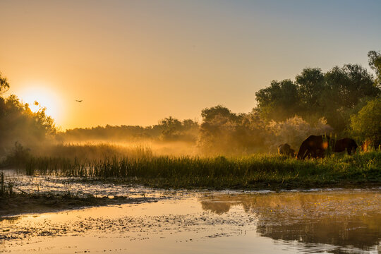 Sonnenaufgang mit Wildpferden im Donaudelta, Rumänien