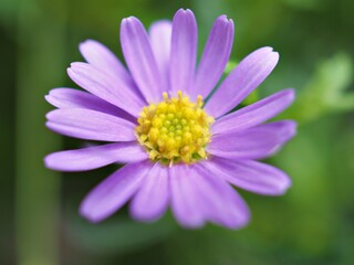 Fototapeta premium Closeup purple petals of little daisy flowers in garden with blurred background ,macro image ,sweet color for card design ,soft focus