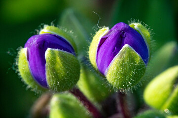 Makroaufnahmen Blüten und Früchte, der BGarten im Detail betrachtet