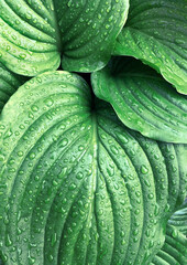 Tropical green leaves background nature summer rain drop forest plant