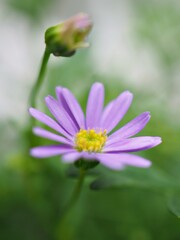 Fototapeta premium Closeup purple little daisy flowers plants in garden with green blurred background ,macro image ,sweet color for card design ,soft focus