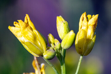 Makroaufnahmen Blüten und Früchte, der BGarten im Detail betrachtet