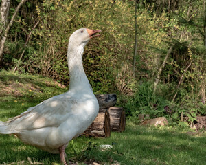 Goose, Wildlife, Germany - A wild goose lives on the banks of the Lahn near Marburg on a spring day.