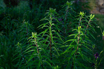 green grass in the morning