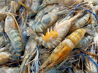 Fresh shrimp. Fresh food that is sold in the market