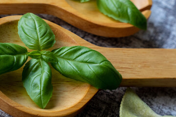 fresh basil leaves on wooden spoon