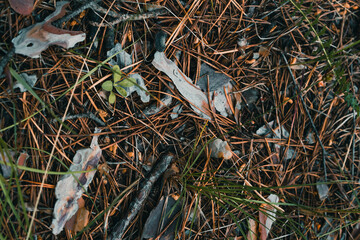 The forest Fund surface. Background of cones and sticks