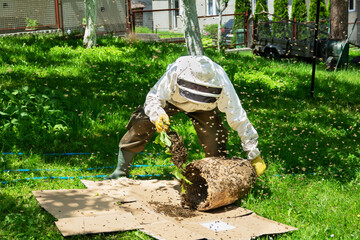 Beekeeper putting bee swarm in the hive