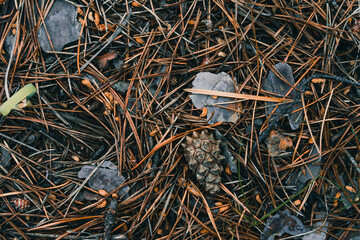 The forest Fund surface. Background of cones and sticks