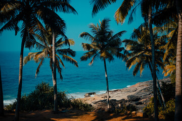 Fototapeta na wymiar Palm and Ocean coast with big waves in India