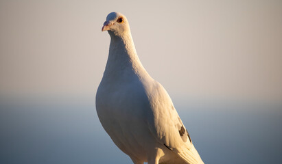 Close up of a beautiful white dove at sunset or sunrise with ocean in the background.