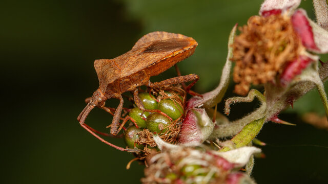 รูปภาพCoreidae – เลือกดูภาพถ่ายสต็อก เวกเตอร์ และวิดีโอ1,391 | Adobe Stock