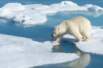 Male Polar Bear (Ursus maritimus) walking on the pack ice, Spitsbergen Island, Svalbard archipelago, Norway, Europe © Gabrielle
