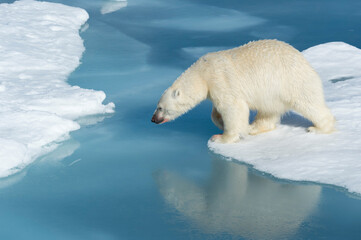 Plakat Male Polar Bear (Ursus maritimus) with blood on his nose and leg starrting to jump over ice floes and blue water, Spitsbergen Island, Svalbard archipelago, Norway, Europe